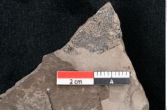 Foto (Detailansicht) von Quercus palaeoilex Ettingshausen (NHMW-GEO-2024-0188-7974)